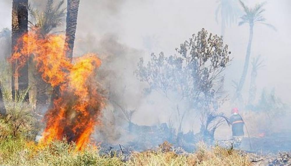 Béni Mellal | Au moins 25 hectares brûlés dans un incendie de forêt