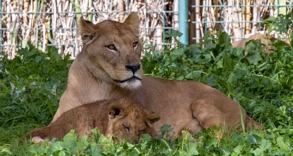 Vague de chaleur: le zoo de Rabat rafraîchit ses animaux