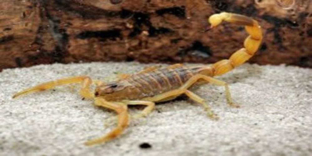 Taounate: la mort d’un enfant piqué par un scorpion interpelle le Parlement