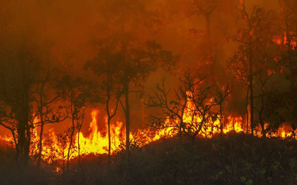 Feux de forêt à Larache : 1.100 familles déplacées, un décès