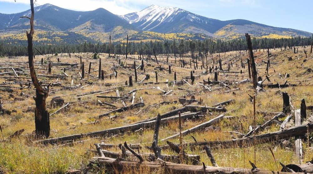 Brésil: la déforestation des écosystèmes en hausse de 20% en 2021 (Etude)