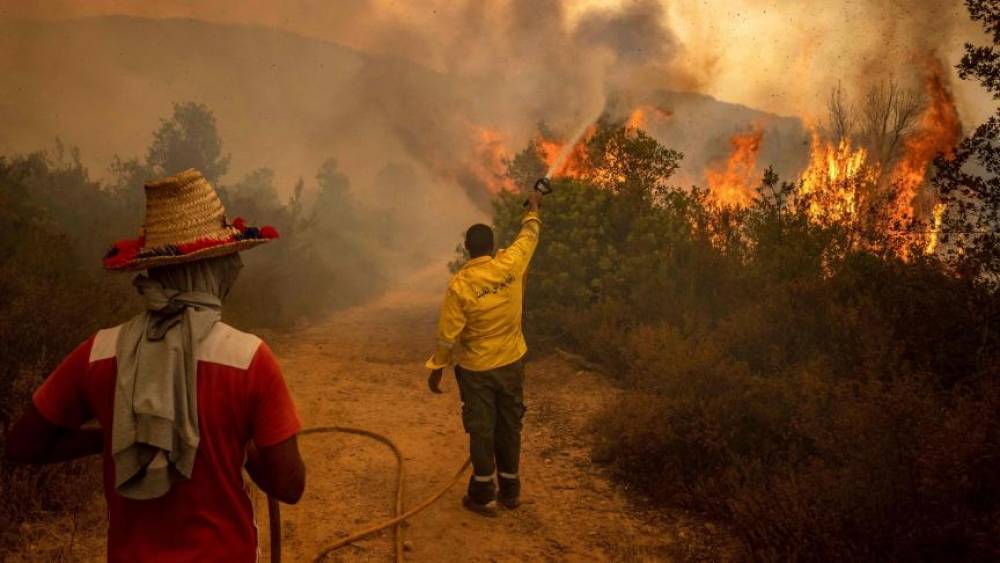 Région du Nord : Les incendies de forêt seraient d'origine humaine