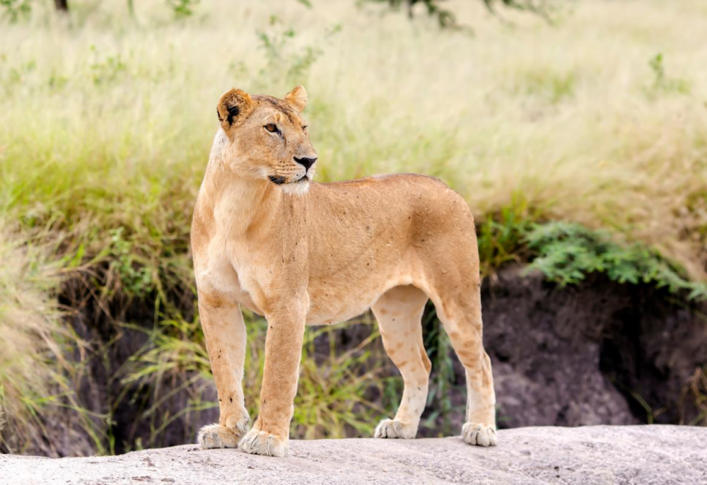 Allemagne : Une lionne en fuite dans les rues de Berlin