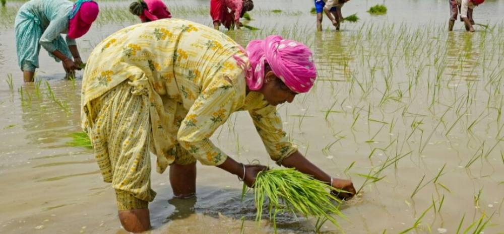 L’Inde interdit l’exportation de riz blanc non basmati