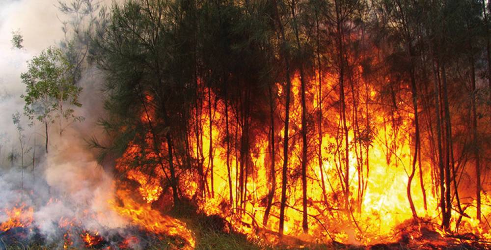 Maroc : 182 départs de feu depuis le début de l'année