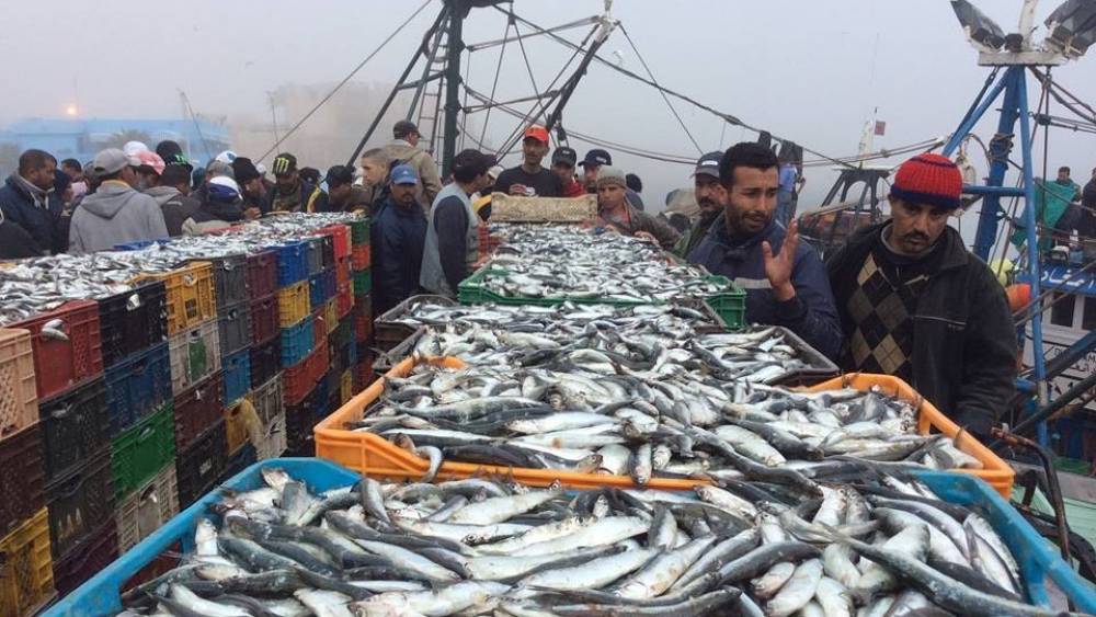 Port de Sidi Ifni : Les débarquements de la pêche en hausse de 23% à fin mai