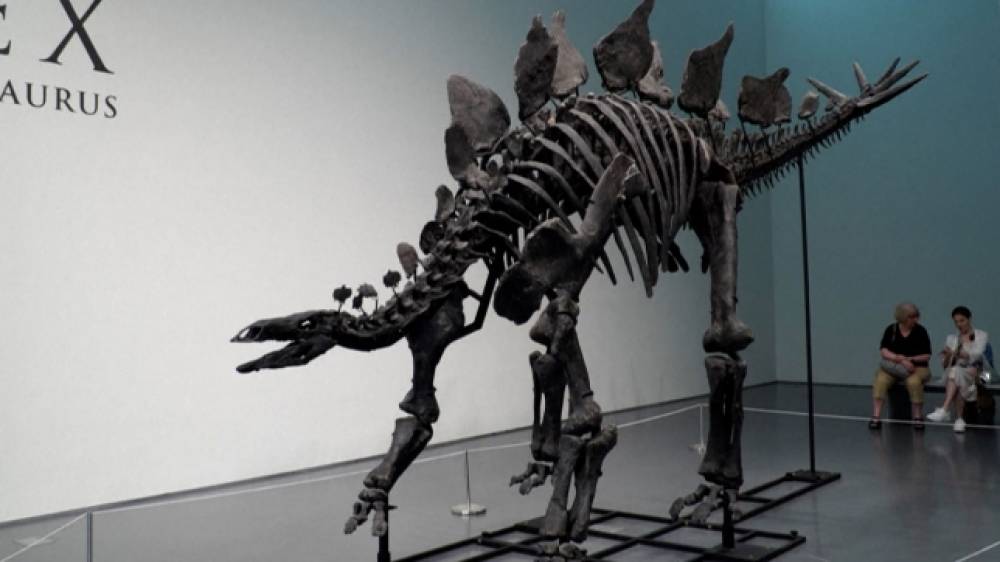 New York: Un squelette de dinosaure vendu au prix record de 44,6 millions de dollars