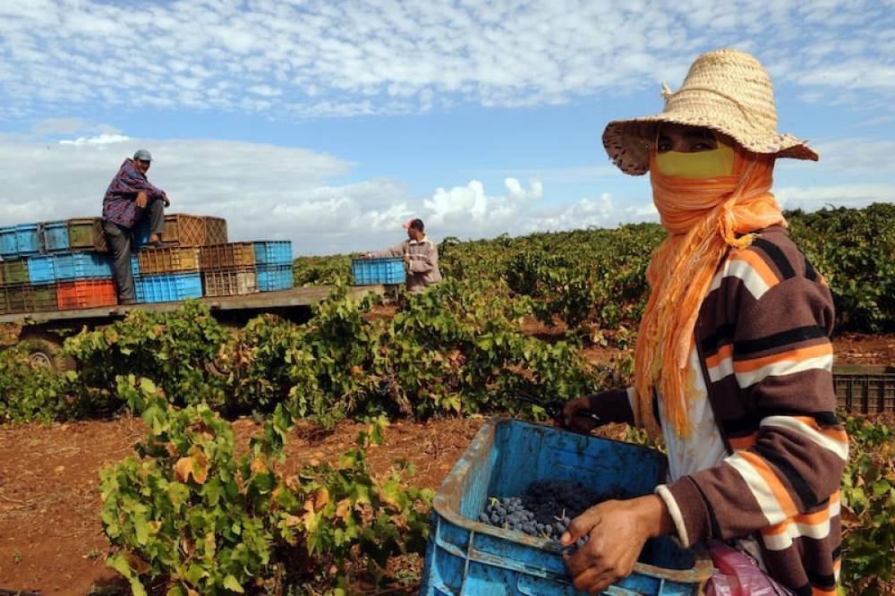 Crise agricole au Maroc : L'Union Marocaine de l'Agriculture brise le silence