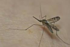Chikungunya: L'OMS appelle à agir pour éviter des épidémies majeures