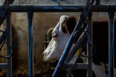 Dermatose nodulaire contagieuse bovine : 47 foyers confirmés en France