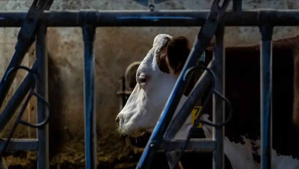 Dermatose nodulaire contagieuse bovine : 47 foyers confirmés en France