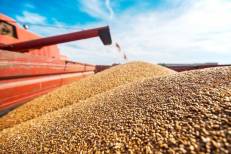 Le Maroc double ses importations de blé russe pour atteindre 1,1 MT