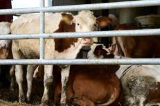 Quelque 33 foyers de dermatose nodulaire contagieuse des bovins confirmés en France