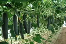 Le Maroc renforce sa place de leader dans l’exportation de concombres