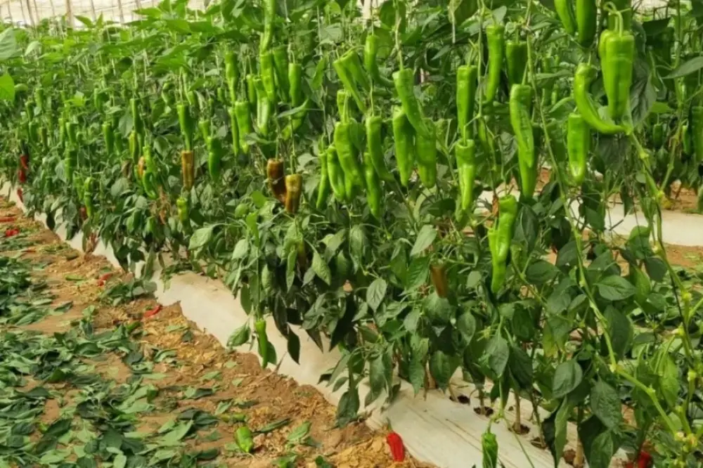 La reconversion des producteurs de tomates stimule la culture de poivrons au Maroc