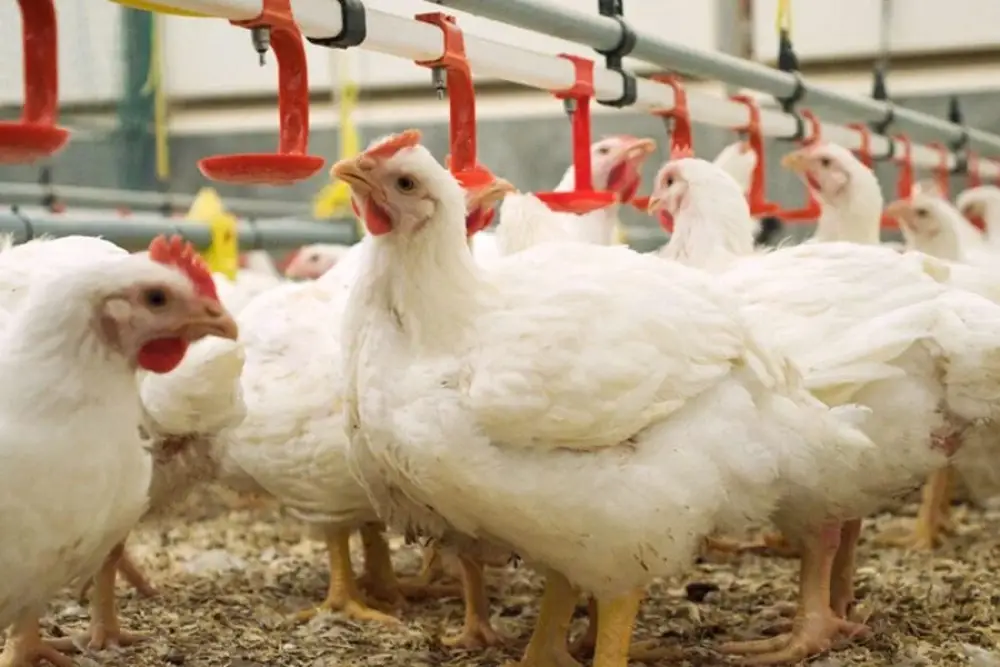 Le répit est de courte durée : le poulet va de nouveau coûter plus cher