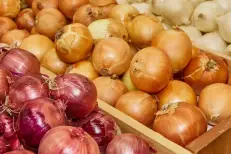 Oignons : les importations marocaines explosent à un niveau inédit