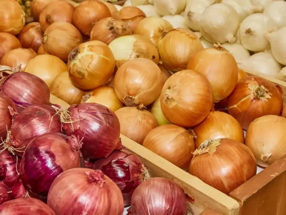 Oignons : les importations marocaines explosent à un niveau inédit