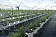 Le changement climatique redessine l'agriculture mondiale, le Maroc bien positionné