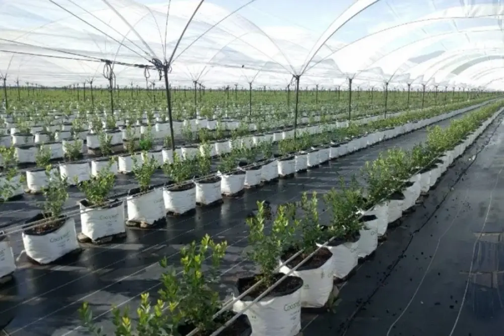 Le changement climatique redessine l'agriculture mondiale, le Maroc bien positionné