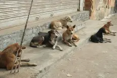 Chiens errants : le Maroc accélère sa stratégie après l'adoption de la loi 19.25