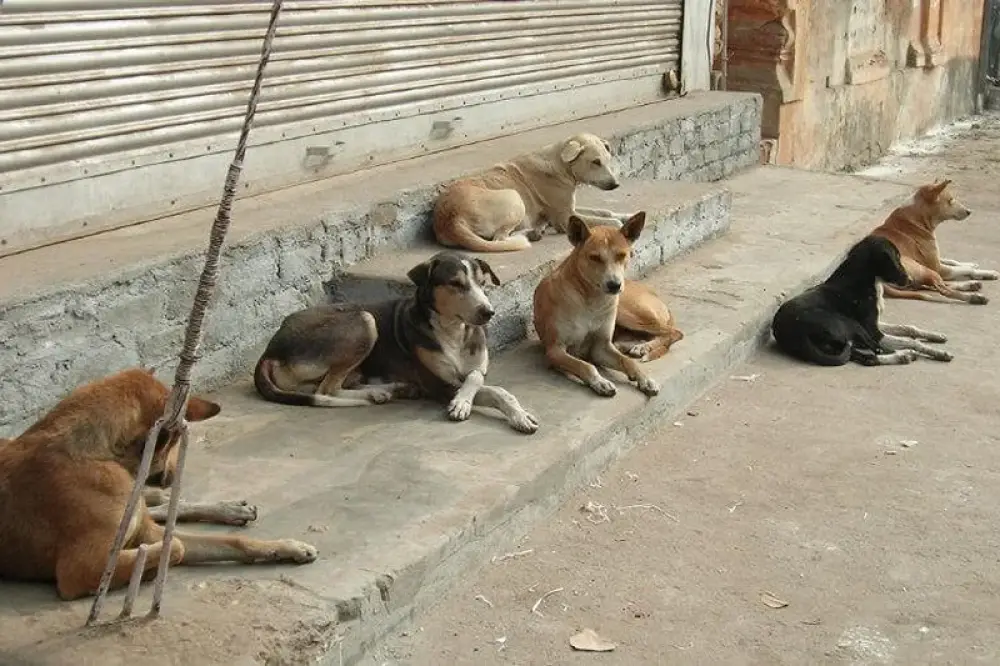 Chiens errants : le Maroc accélère sa stratégie après l'adoption de la loi 19.25