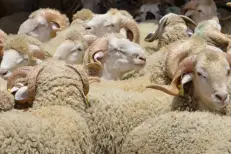 Le Maroc suspend les droits d'importation sur les ovins et plusieurs viandes jusqu'à fin 2026
