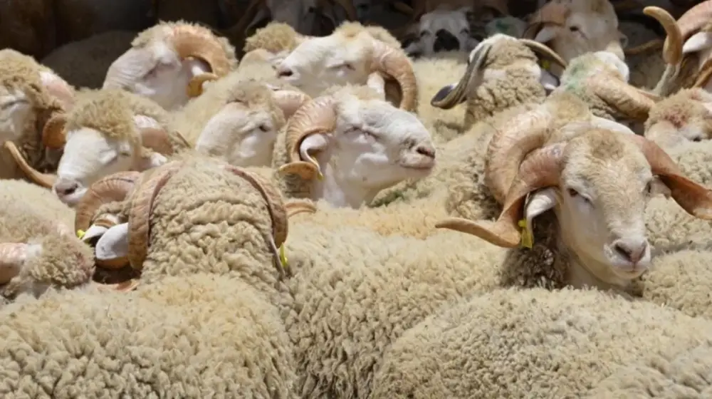 Le Maroc suspend les droits d'importation sur les ovins et plusieurs viandes jusqu'à fin 2026