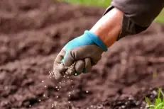 Remise d'un don marocain de 1 000 tonnes d’engrais au Panama