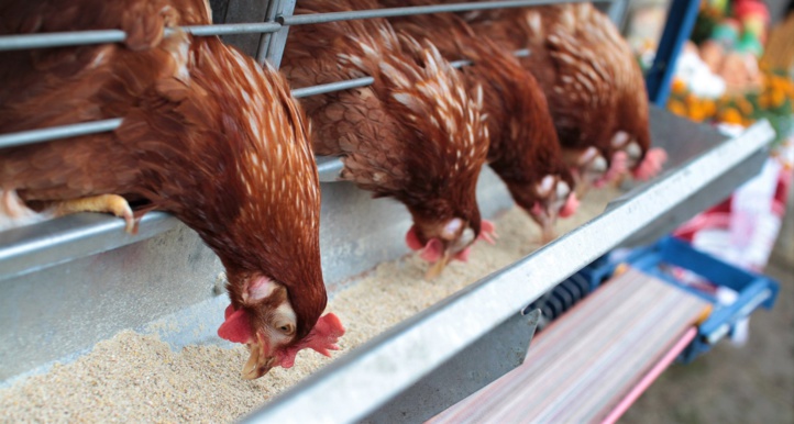 Aviculture : Plus de 15.000 magasins non agréés