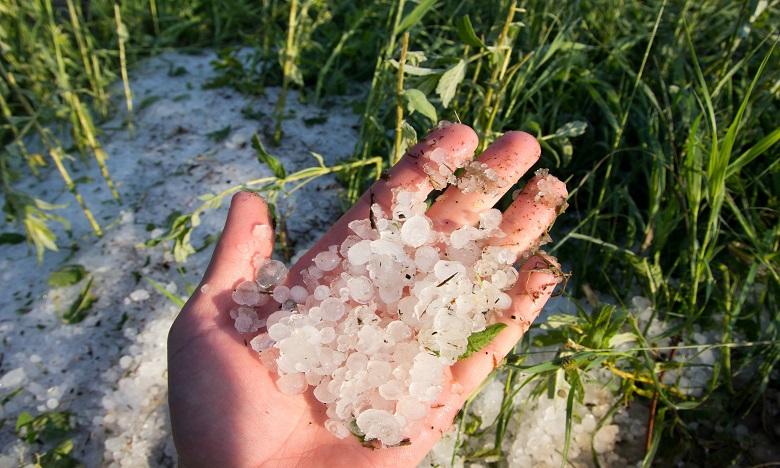 Tempête de grêle: Une série de mesures pour soutenir les agriculteurs sinistrés de la région Fès-Meknès