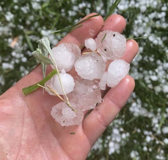 Fès-Meknès : Plus de 9 000 ha affectés par la tempête de grêle