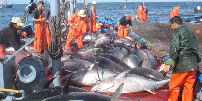 Pêche: La FAO appelle à préserver les stocks