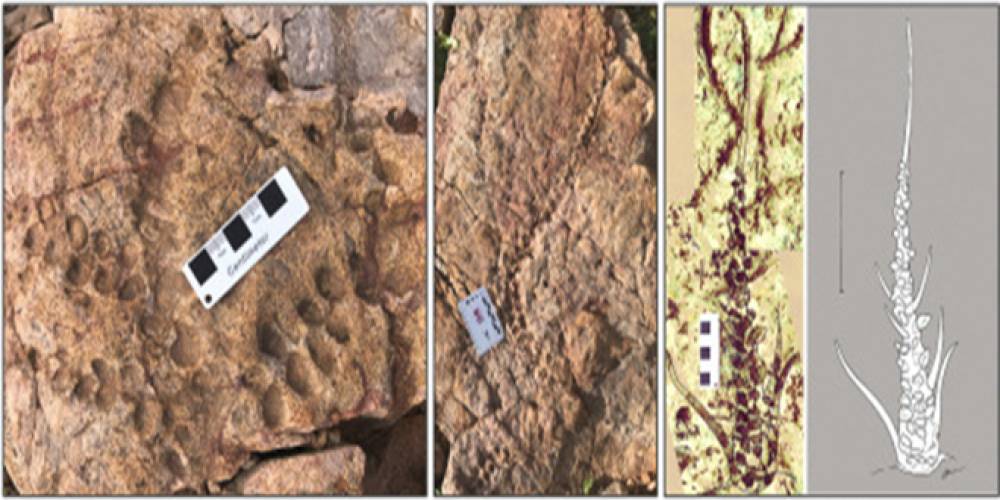 Découverte au Maroc, Rehamnia, l'énigmatique plante fossile qui déroute les chercheurs