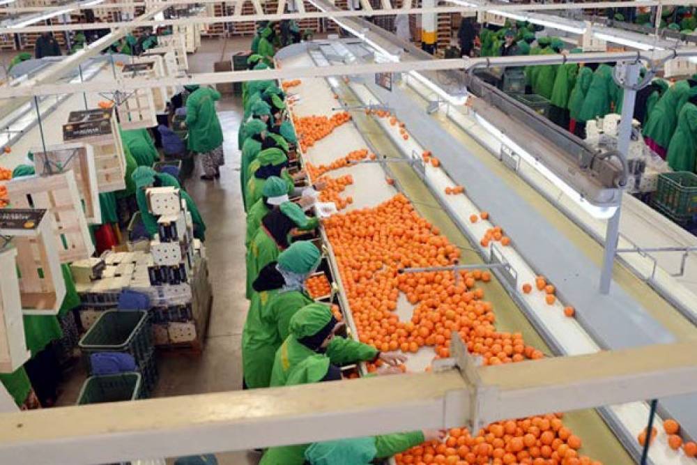 Agroalimentaire au Maroc : Cap sur la compétitivité