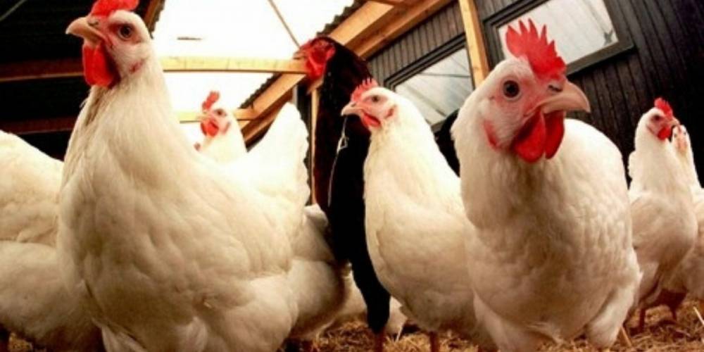 Hausse des prix de la volaille: un professionnel rassure les Marocains