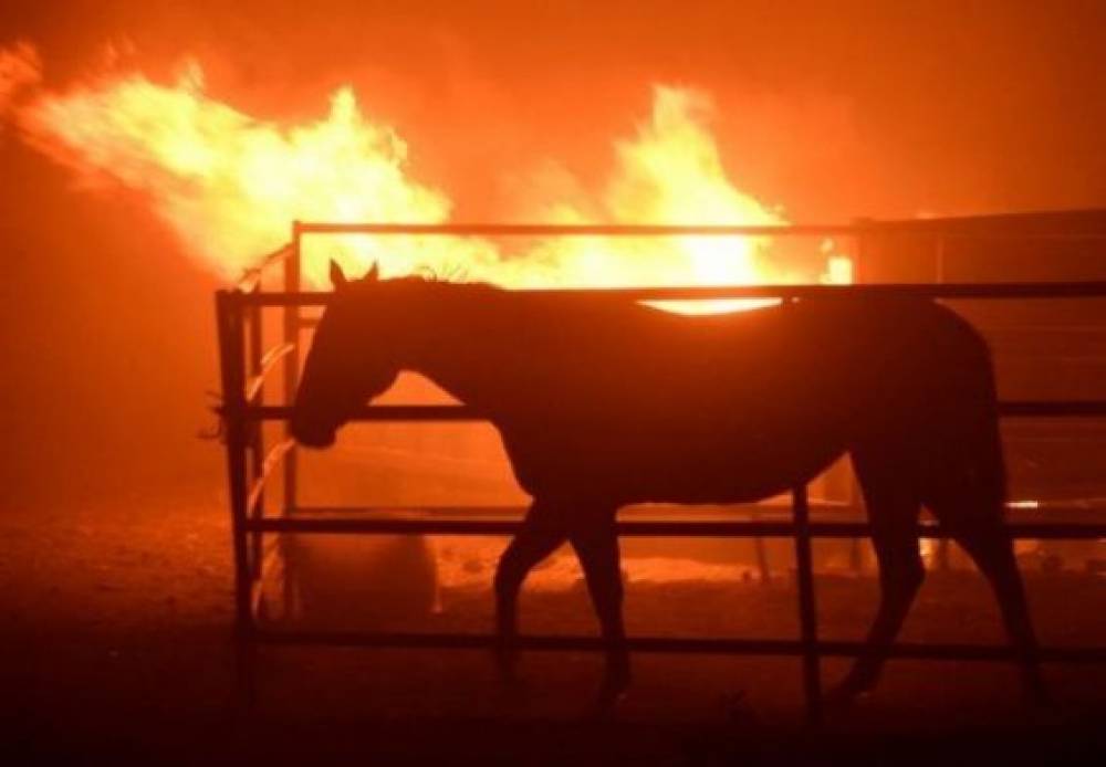 Casablanca : Des animaux brûlés vifs dans l’incendie volontaire d’une étable