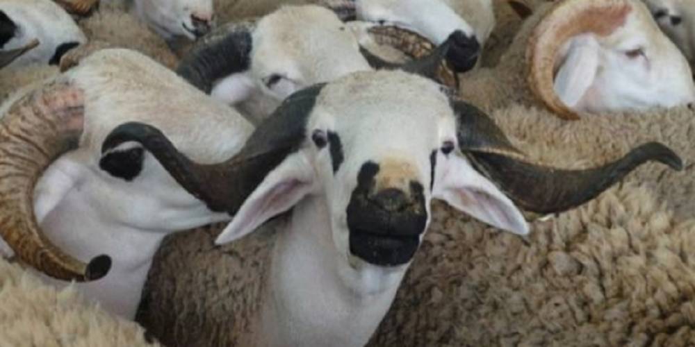 Aïd Al-Adha: les prix des moutons inquiètent les Marocains