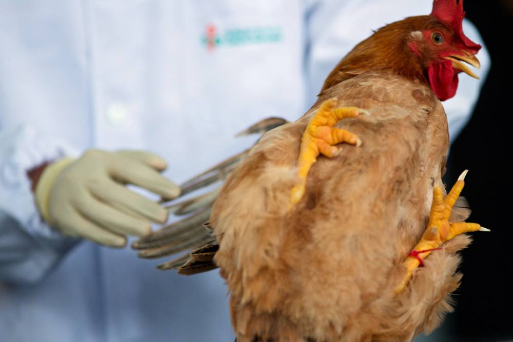 La Chine a détecté un premier cas humain de grippe aviaire H10N3