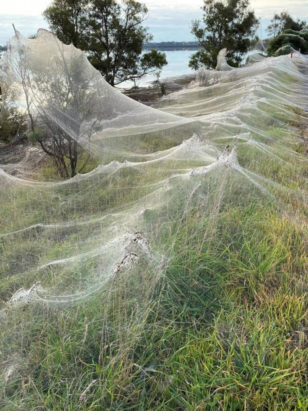 Australie: des toiles d’araignées géantes couvrent le sud de Gippsland