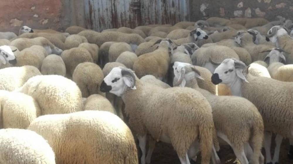 Aïd al-Adha 1442: Identification de 5,8 millions de têtes d’ovins et caprins