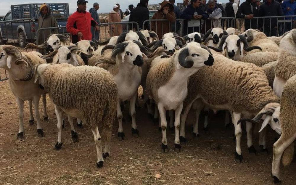 Maroc : campagne électorale sous le signe du ... mouton de l’Aïd al adha