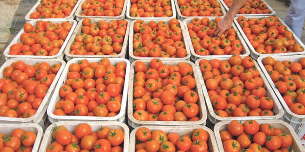 Commerce – Les producteurs européens de tomates font front commun contre l’accord avec le Maroc