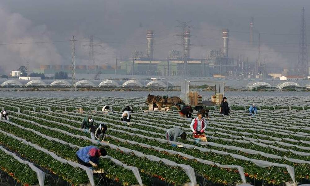 Cueillette de fraises : les saisonnières marocaines ne seront pas affectées par les tensions Maroc-Espagne