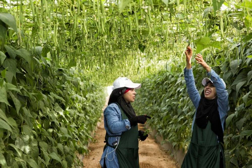 Agriculture – La tension entre Rabat et Madrid achève une année difficile pour la filière haricot (média)