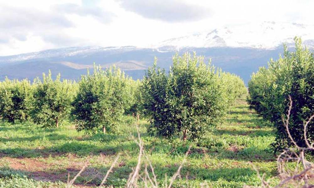 Agrégation agricole : Un nouveau dispositif réglementaire pour des projets d’agrégation de nouvelle génération