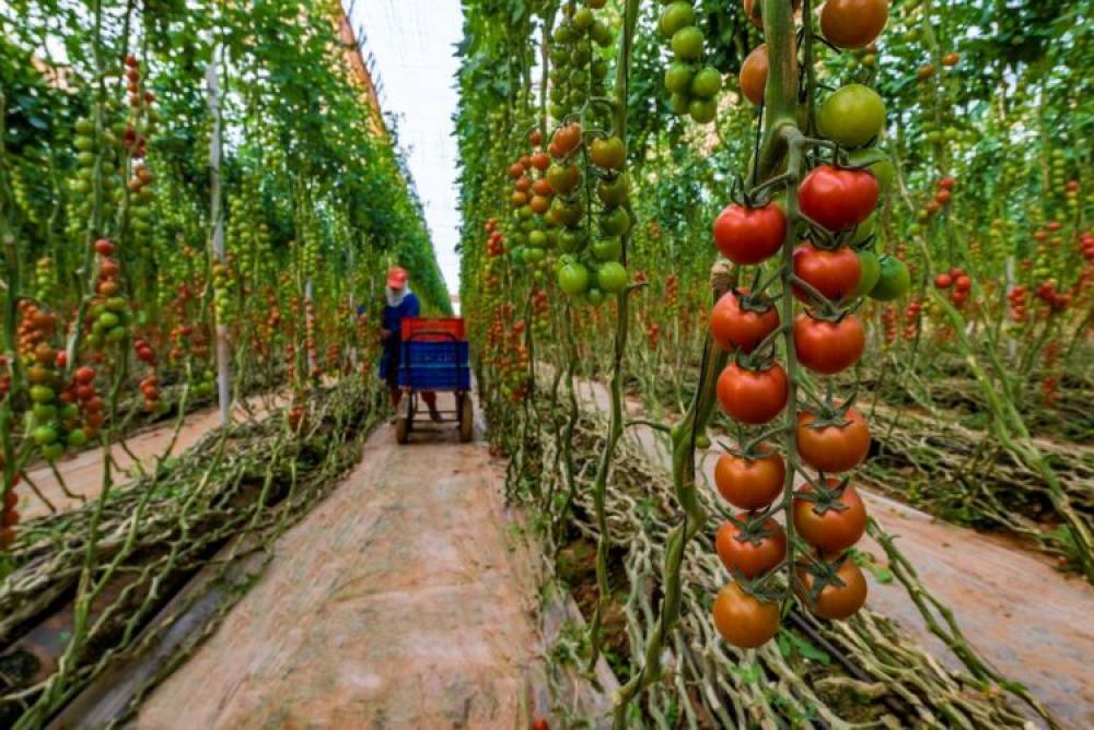 L’Espagne inquiète du développement agricole au Sahara marocain
