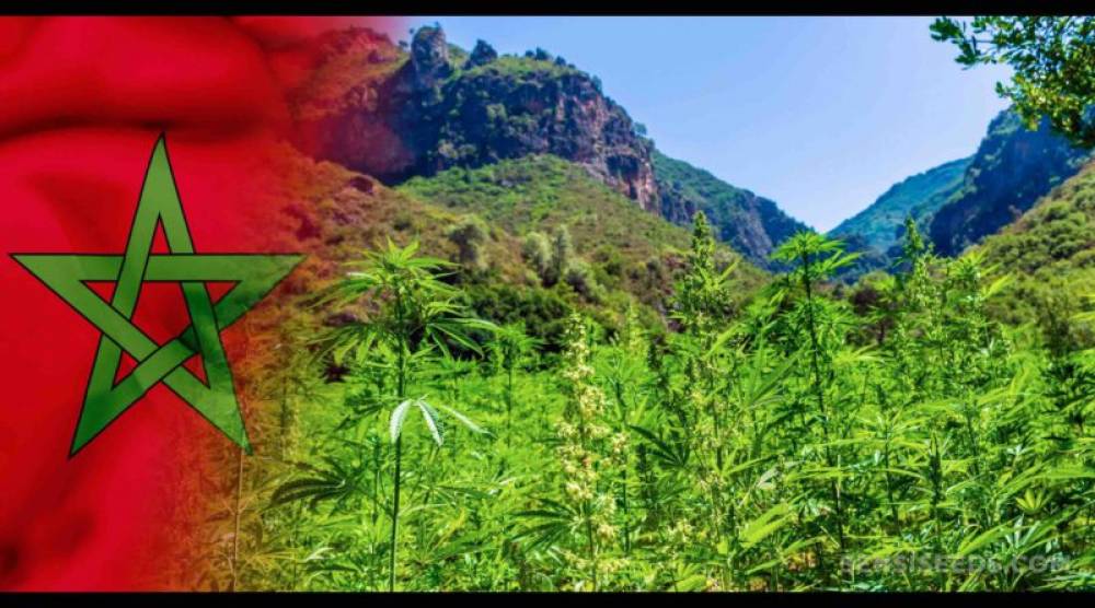 Adoption définitive du projet loi sur l’usage du cannabis à des fins thérapeutiques et industrielles