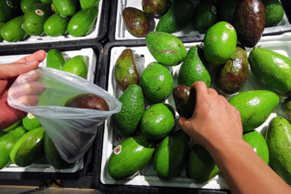 La région de Tanger-Tétouan-Al Hoceima se positionne sur les filières de l’avocat et des fruits rouges