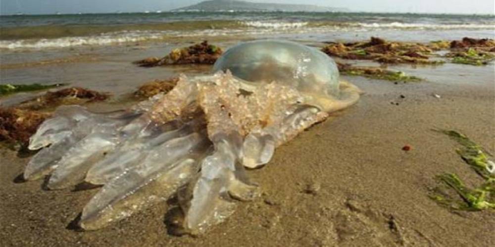 Maroc: les plages du nord envahies par des méduses géantes